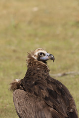 Black vulture