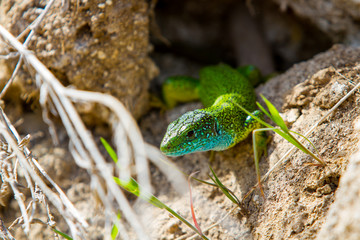 Green lizard on a background of greenery