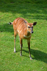 Fawn in the grass