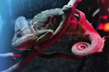 Bored chameleon sitting on branch in zoo terrarium 