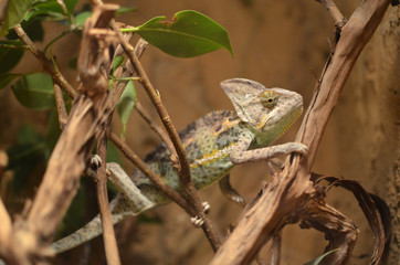 Chameleon on a tree