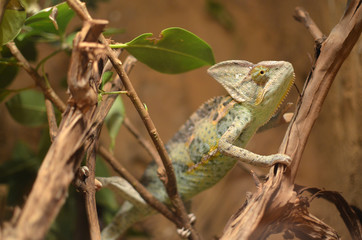 Chameleon on a tree