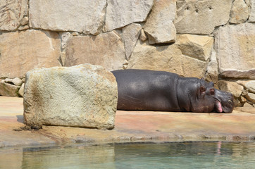  Hippopotamus behind the stone