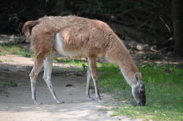  Lama grazing at the Zoo