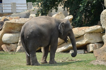 A family of elephants