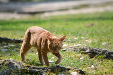  Cat on hunt