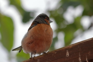 common chaffinch
