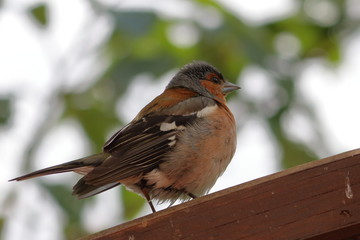 common chaffinch