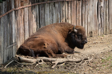  Bizon is resting © Michal