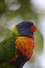 Portrait of a colorful parrot