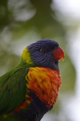 Portrait of a colorful parrot
