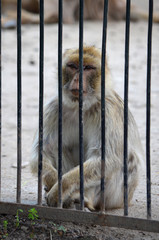  Monkey behind the fence
