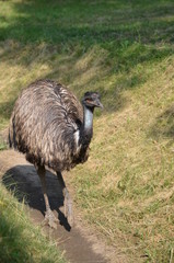 Emu is going through