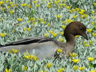 Duck and Flowers