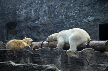 Bearing bears in the zoo