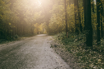 Fototapeta premium Asphalt road passing through the forest