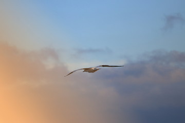 northern gannet