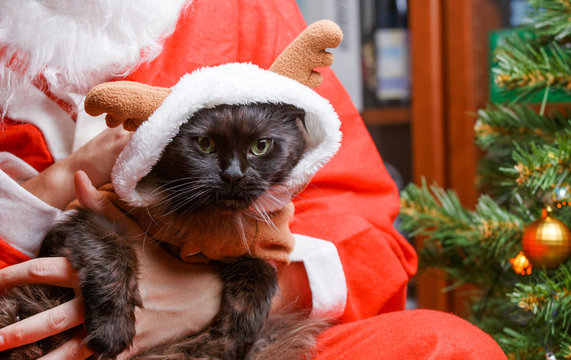 Image of black cat in deer suit at Santa's arms