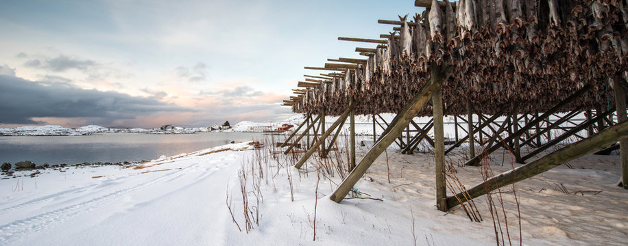 Producing stockfish from cod, Lofoten