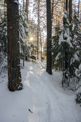 The sun and the winter woods.