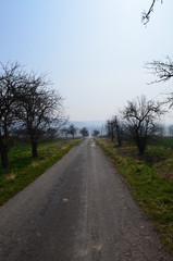  The path between the trees