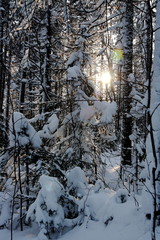 The sun and the winter woods.