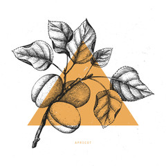 Vector apricot vintage sketch. Hand drawn tree illustration. Engraved fruit drawing. Botanical design template. Triangle design