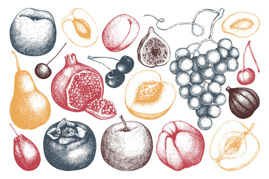 Vintage fruits and berries - fig, apple, pear,  peach, apricot, persimmon, pomegranate, quince, grapes. Hand drawn harvest sketch. Summer or autumn design.