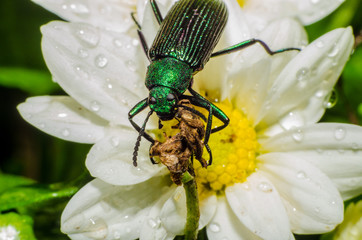 maravilhoso mundo macro