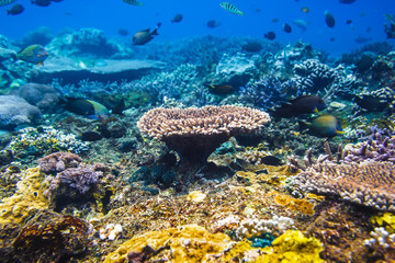 Coral reef and tropical fishes, Indian ocean. Blue water in underwater