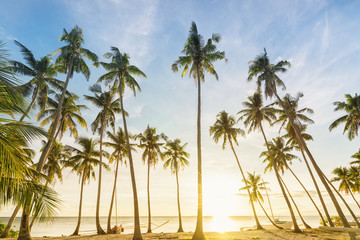 Philippines. Sunset and coconut palms on the shore.