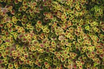 Green and  Purple Tropical Leaves Pattern / Natural Pattern Background