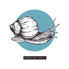 Vector illustration of hand drawn grapevine snails. Vintage sketch. Decorative card design template. Black triangle © sketched-graphics