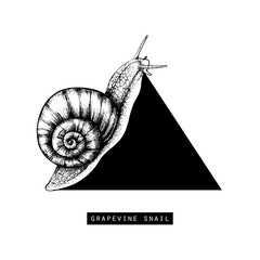 Vector illustration of hand drawn grapevine snails. Vintage sketch. Decorative card design template. Black triangle