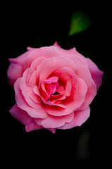 lindas flores do jardim