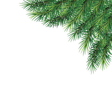  fir-tree branches- festive design. Close-up. Isolated without a shadow. Christmas. New Year.