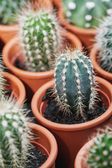 Small cactuses in the clay pots at the flower market