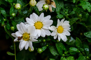 lindas flores do jardim