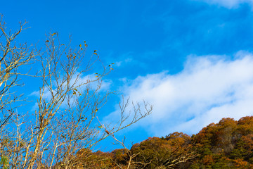 秋の青空　枝