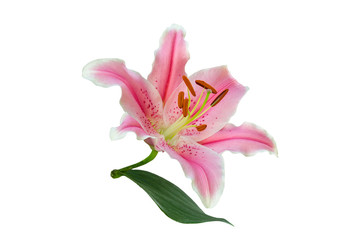 Fototapeta premium isolated pink Lily flower on white background