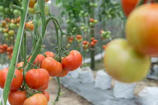 Agriculture Of Tomato In The Green House, Raw Vegetable