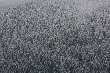 Amazing fogy forest.