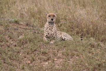 Gepard