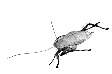 cockroach in wire carcass