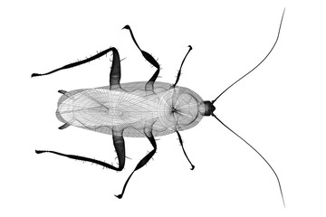 cockroach in wire carcass