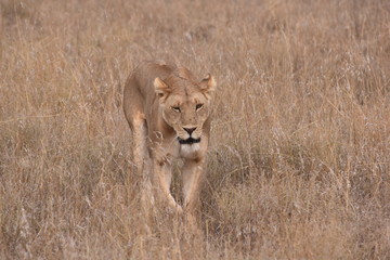 Löwe im Gras