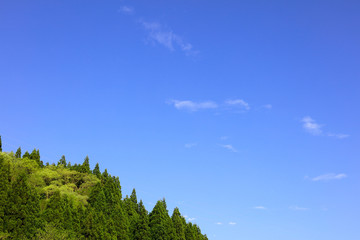 Obraz premium 木々の緑と青空
