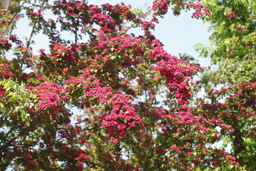 rote Baumbl&uuml;ten auf  Baumzweigen