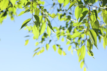 木々の緑と青空