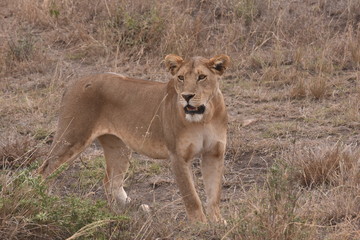Löwin in Tansania